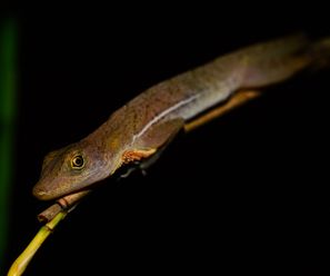 Gecko - Costa Rica