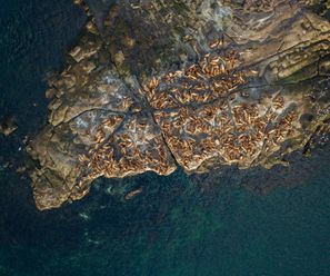 Steller Seelöwen Kolonie - Kanada