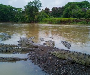 Spitzmaulkrokodile - Costa Rica