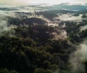 Los Quetzales - Costa Rica