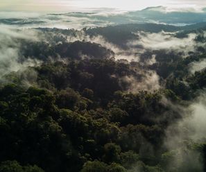 Los Quetzales - Costa Rica