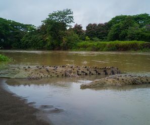 Spitzmaulkrokodile - Costa Rica