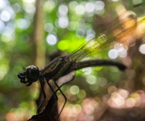Libelle (genaue Art kommt demnächst) - Demokratische Republik Kongo