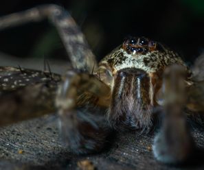 Spinne (genaue Art kommt demnächst) - Demokratische Republik Kongo