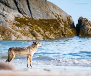 Küstenwolf - Kanada