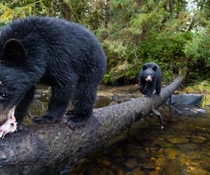Junge Schwarzbären - Kanada