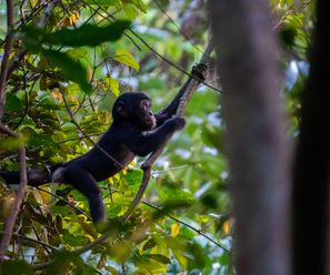 Junger Bonobo - Demokratische Republik Kongo