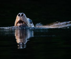 Steller Seelöwe - Kanada
