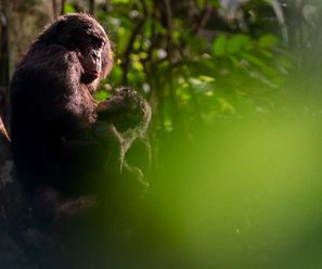 Bonobo baby mit seiner Mutter - Demokratische Republik Kongo