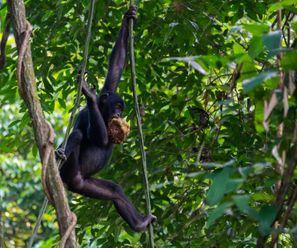 Bonobo - Demokratische Republik Kongo
