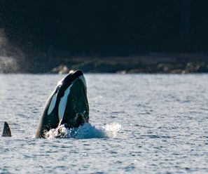 Transients-Schwertwal mit Steller Seelöwe - Kanada