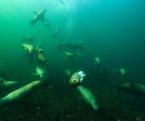 Steller Seelöwen - Kanada