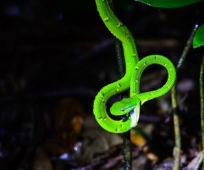 Grüne Greifschwanz-Lanzenotter - Costa Rica