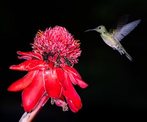 Kolibri - Costa Rica