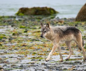 Küstenwolf - Kanada
