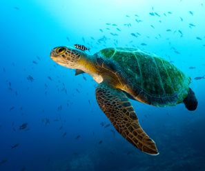 Grüne Meeresschildkröte - Costa Rica