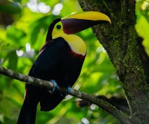 Swainson-Tukan - Costa Rica