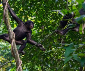 Bonobos - Demokratische Republik Kongo